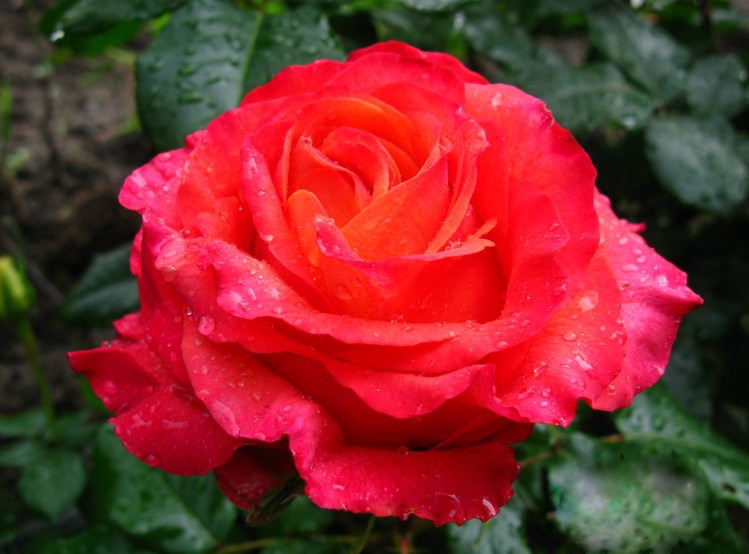 11378_image