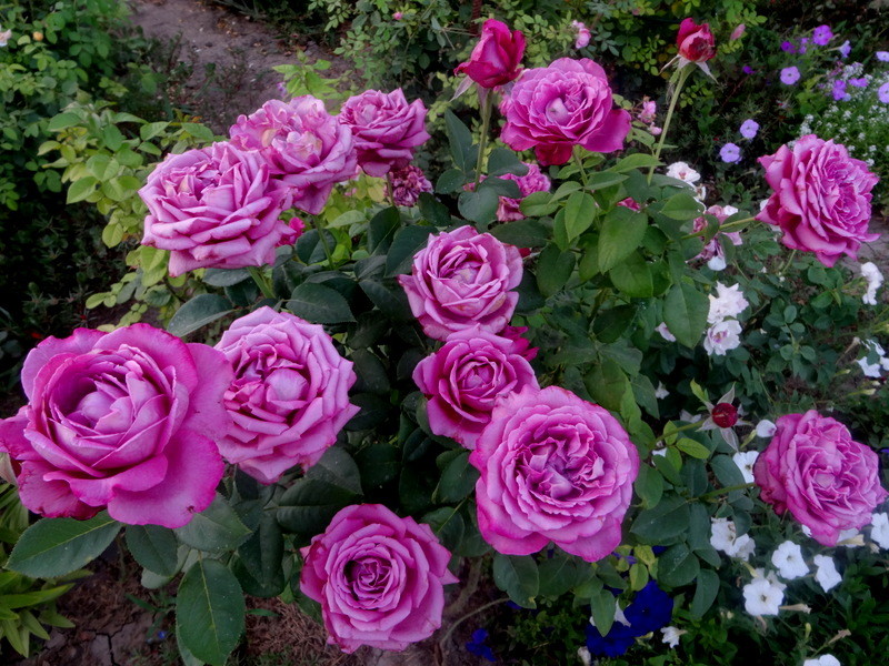 18bb92c13bc72c4358f2ede85bb0707a