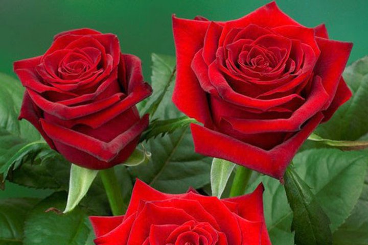24ba69_c46f228def8245979a72423093a27a4d_mv2