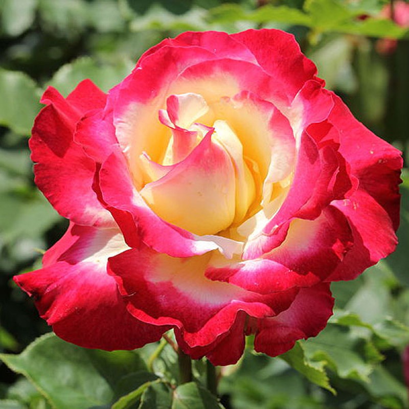 Doubledelight-800x800