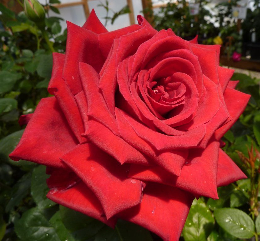 Grande_Amore_8d243fa3-032c-4945-91f9-a9e837d33544_1024x1024