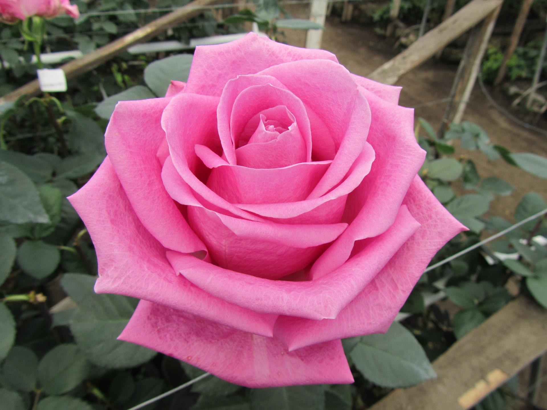 ROSE-SOULM40 Соулмейт