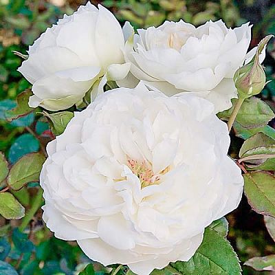 roza-floribunda-bolero2 (1)