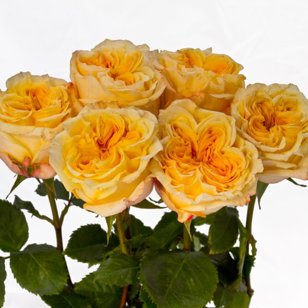 28-1-Wedding-X-pression-600x600