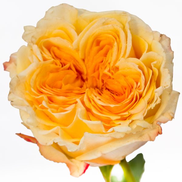 28-3-Wedding-X-pression-600x600