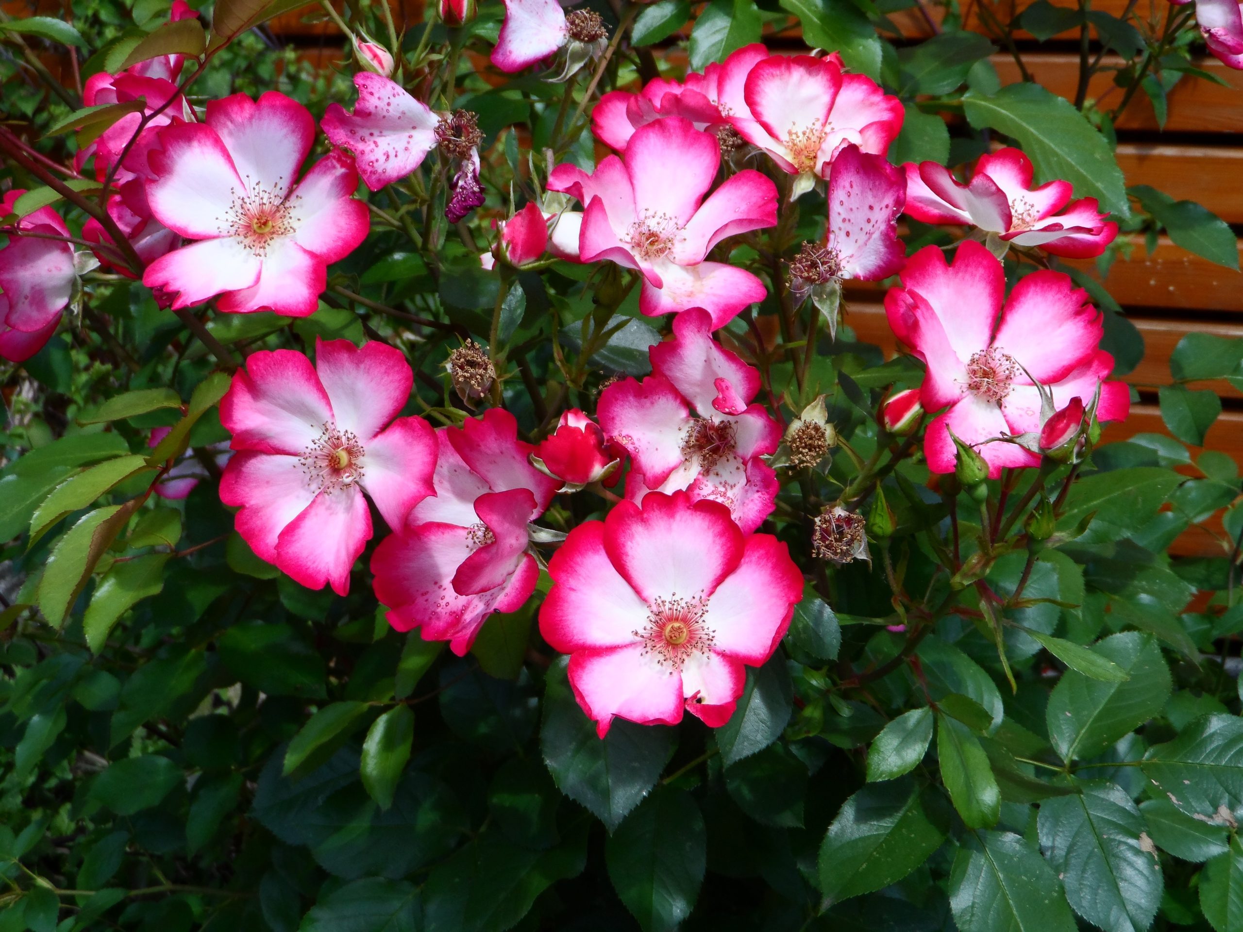 Two-tone lush rose image in Nature and Landscapes category at pixy.org