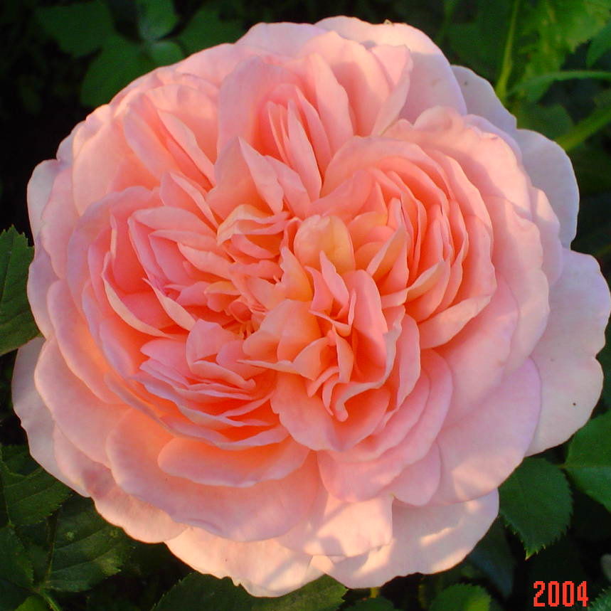 5821b4bf173e5_abraham_darby_abrakham_derbi_320_evro Абрахам Дерби