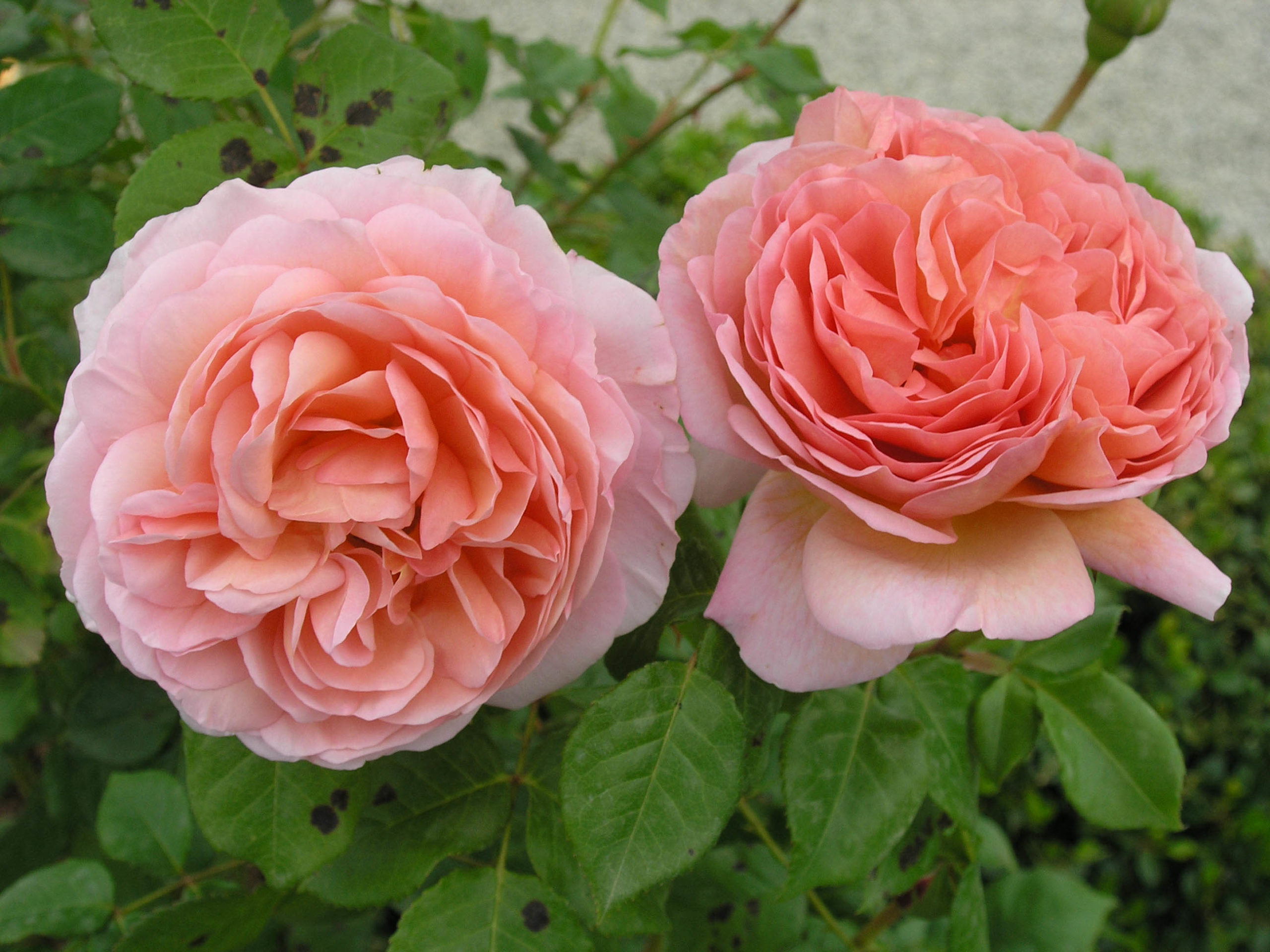 Rosa-inglese-abraham-darby110_