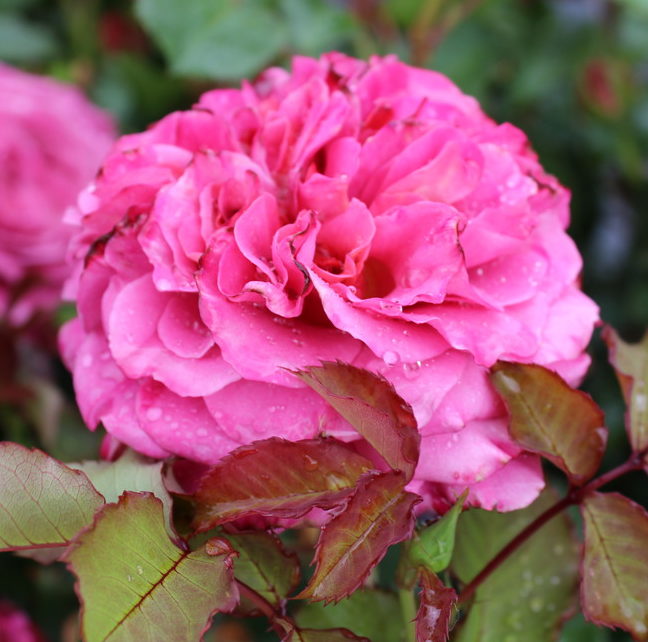 Rose-Agn-s-Schilliger-im-grossen-Container_4