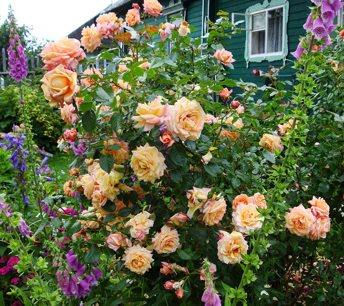 barock_3