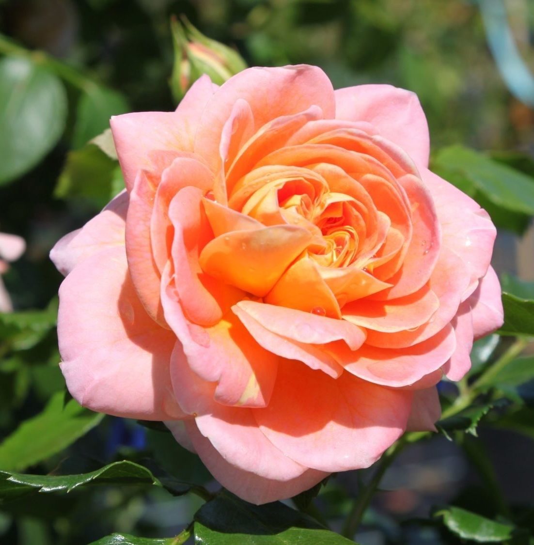 Strauchrose 'Concerto 94' ® - Rosa 'Concerto 94' ®