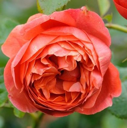 d4545ec07bf247bebdbb342942a86004--roses-delivery-english-roses Саммер Сонг