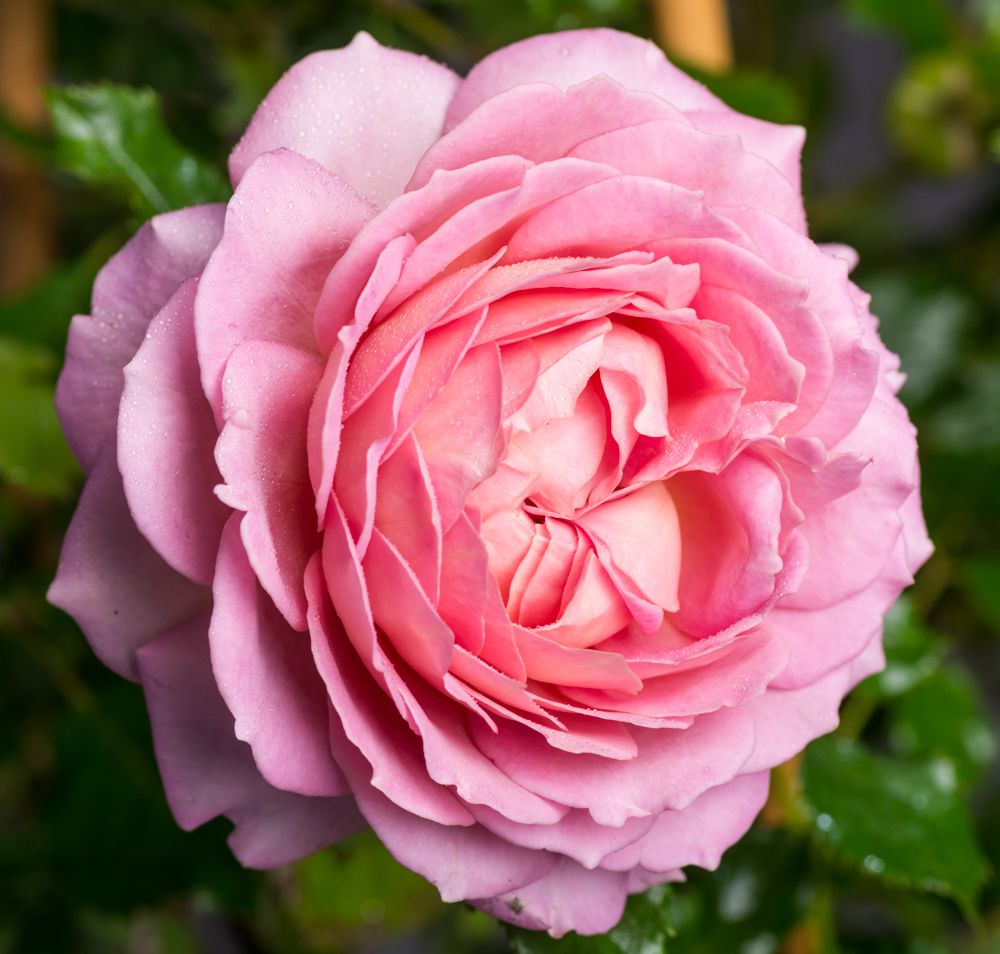 rosa-jubilee-celebration-web-22_origin_img Джубили Селебрейшн
