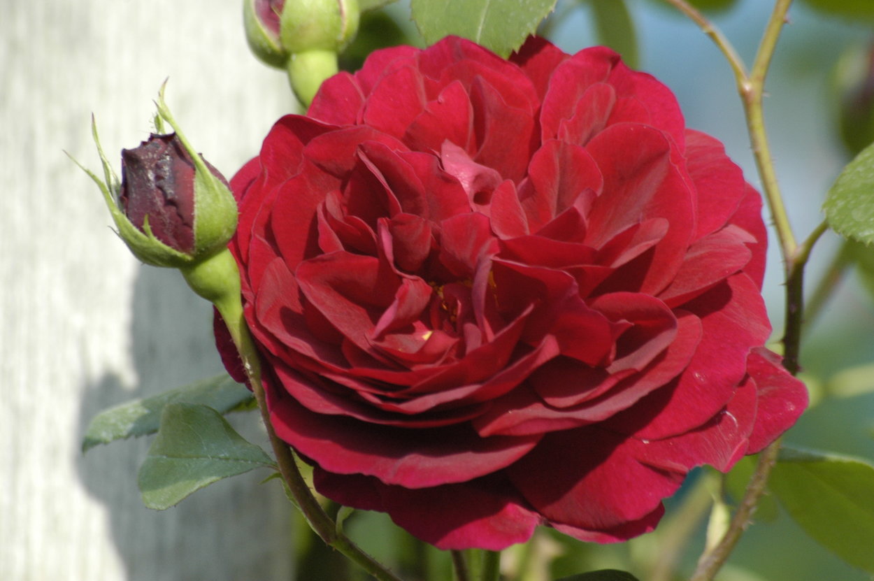 rose-Tess of the dUrbervilles