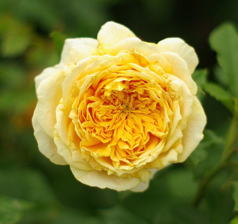 rose-golden-zest