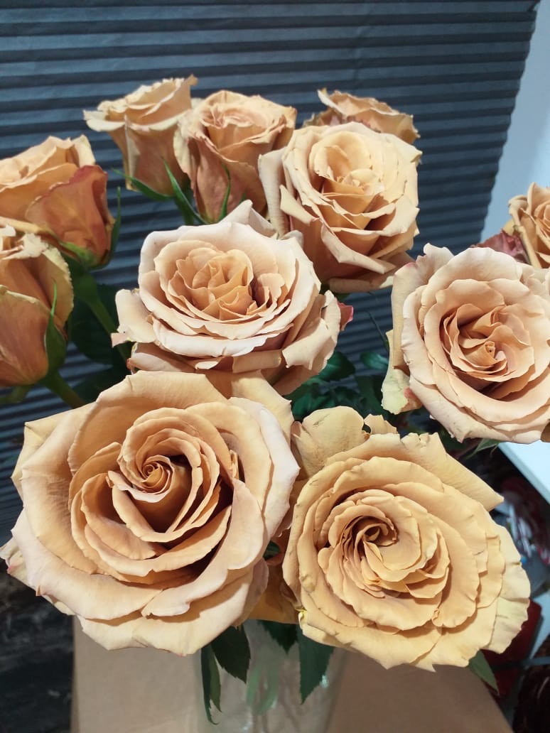 roza-toffee-3 Тоффи