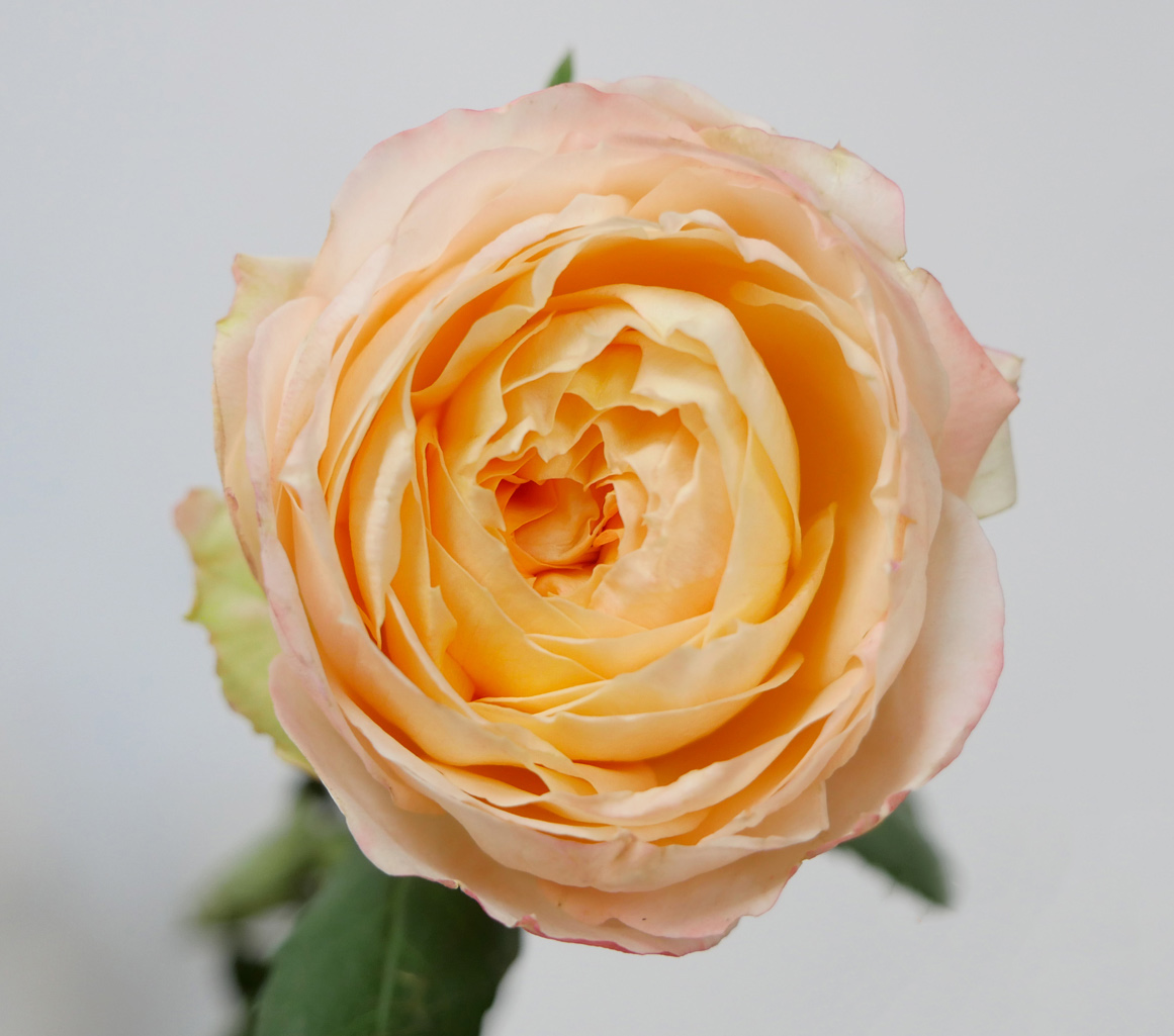 princessAiko_GardenRose_hd_pic_A