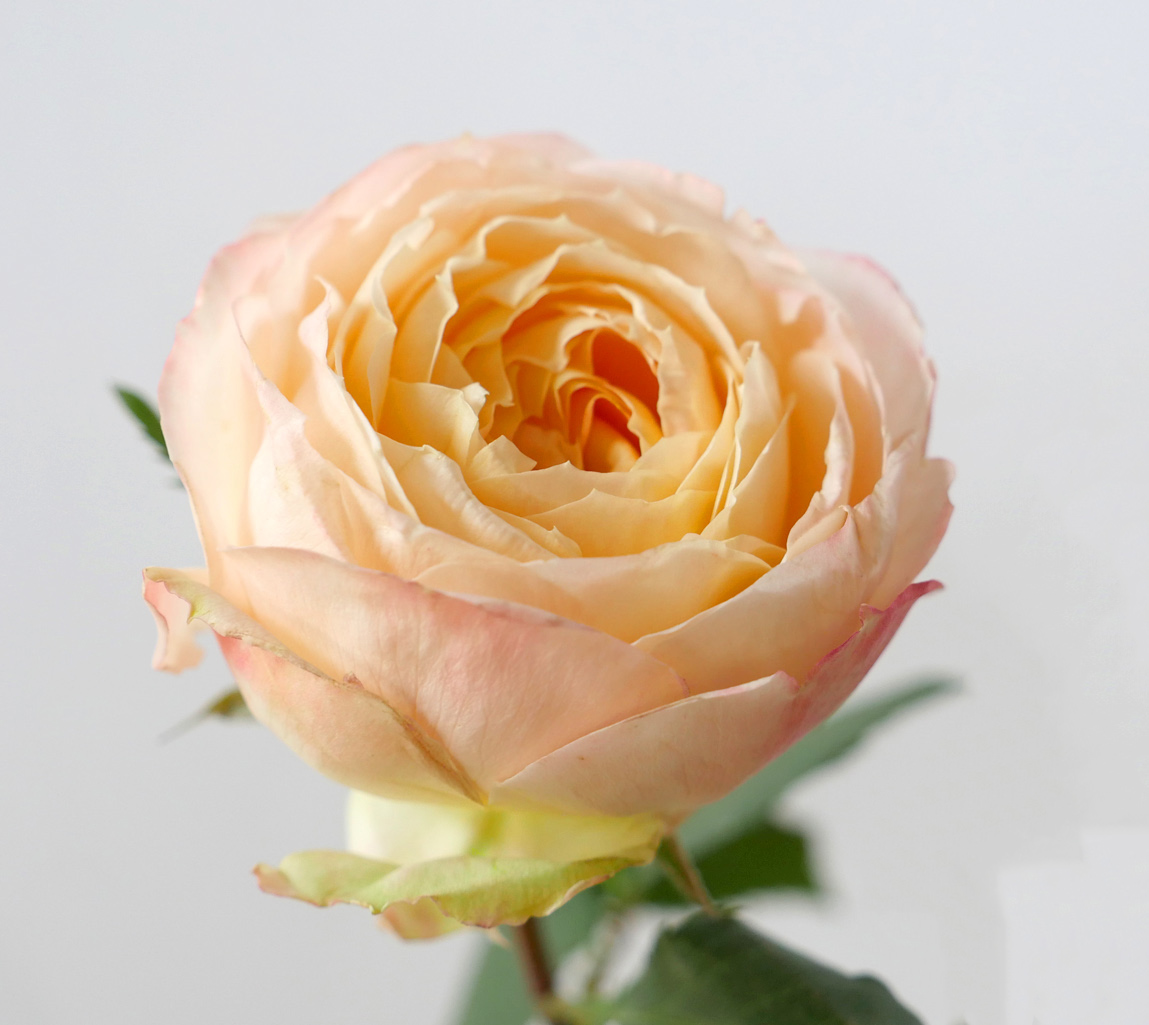 princessAiko_GardenRose_hd_pic_B