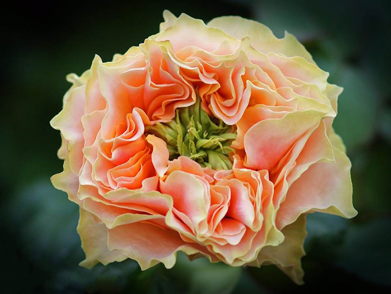 vip-roses-copperfield
