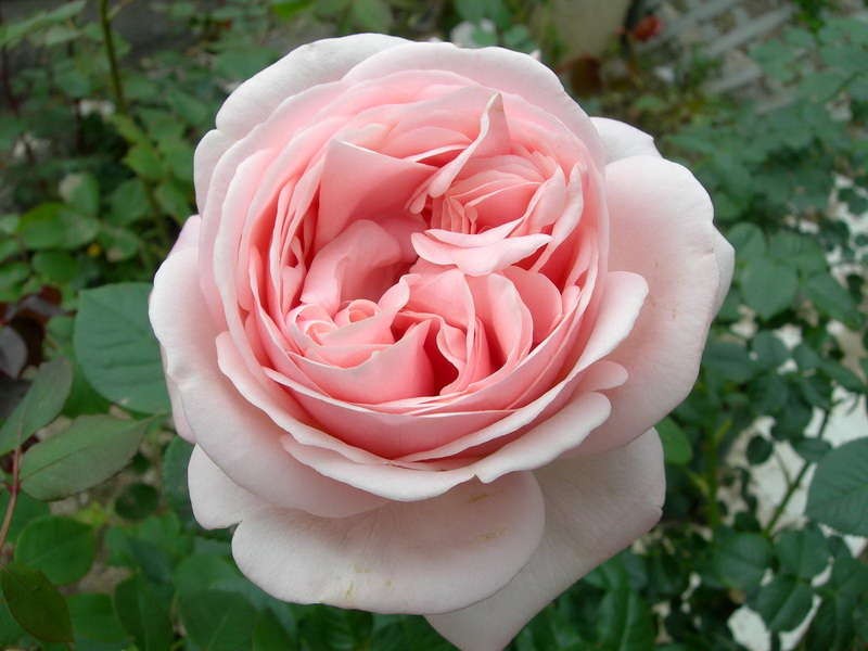 68050-roza-chayno-gibridnaya-afrodita-rose-aphrodite