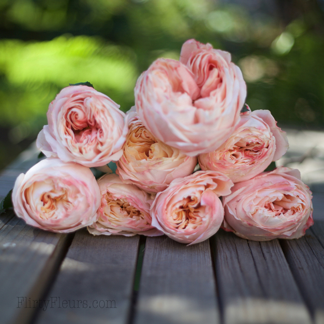 Princess-Sakura-Garden-Rose-by-Alexandra-Farms