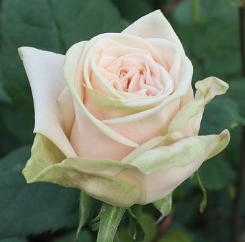 Wedding-Rose-crop_496x496