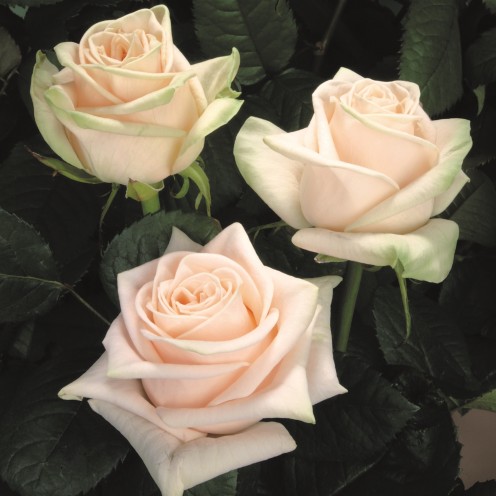 Wedding-Rose2015-crop_496x496