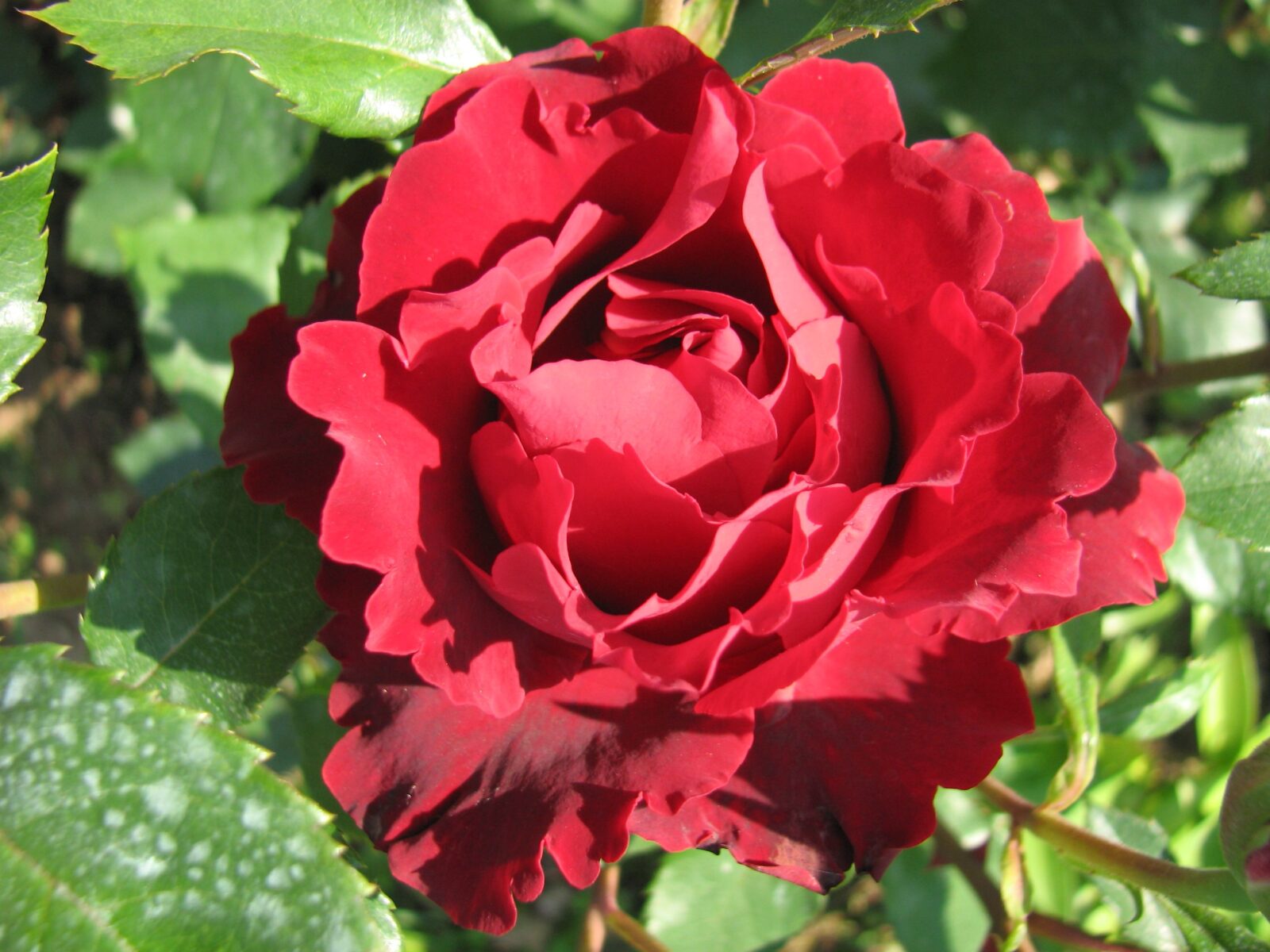 hommage-a-barbara-omazh-i-barbara-delbard-francija-2004