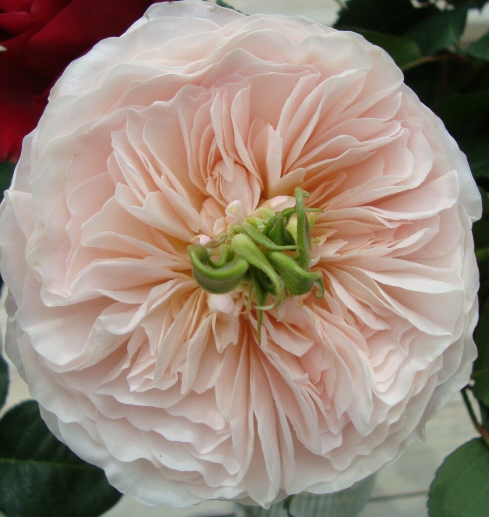 scale_1200