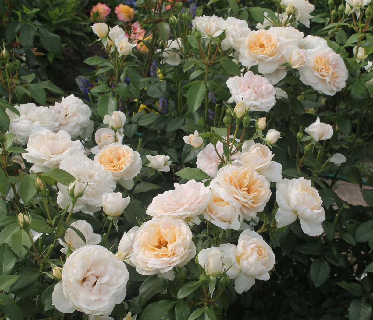 Lions-Rose1