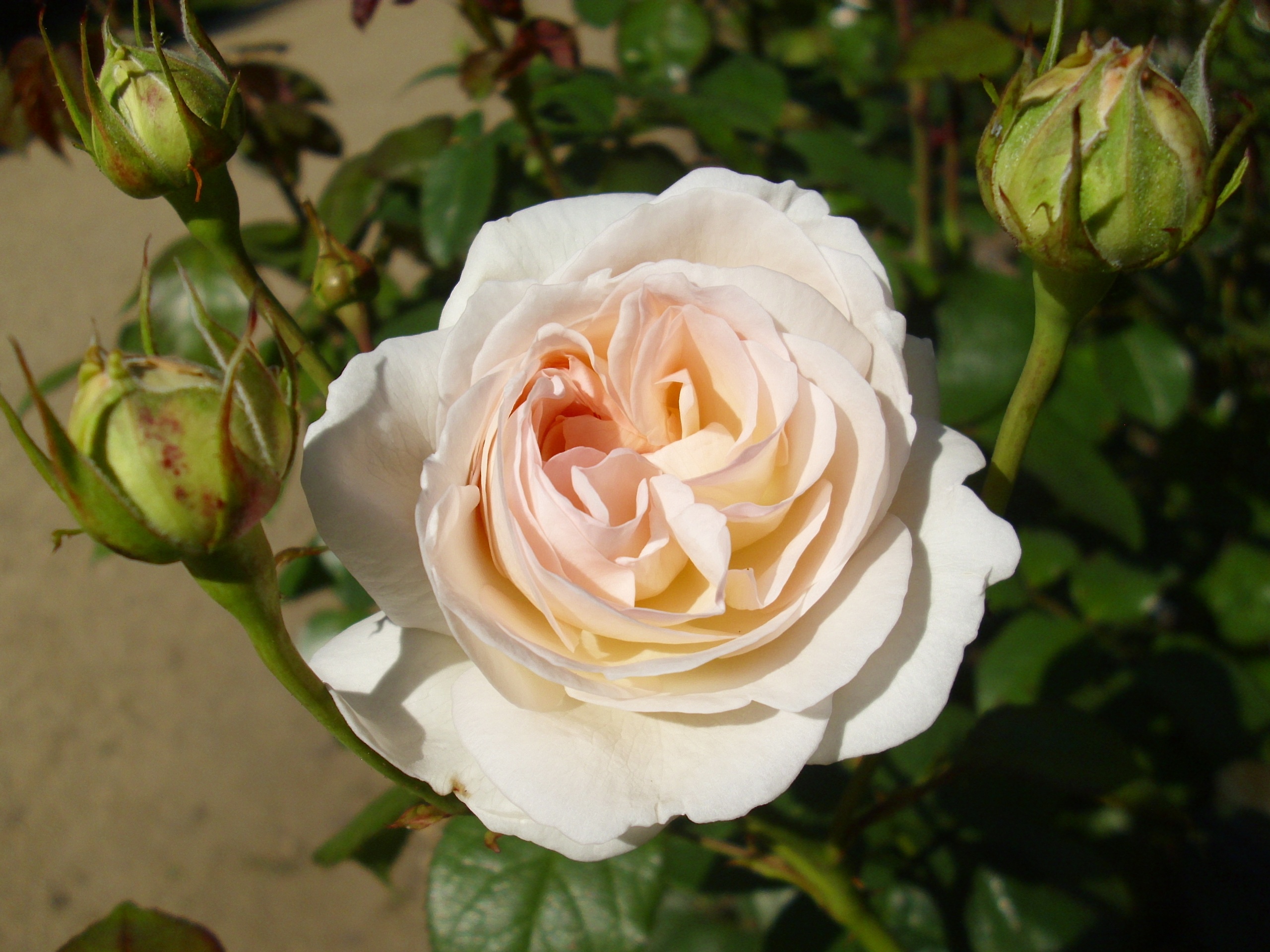 Rose_Lions