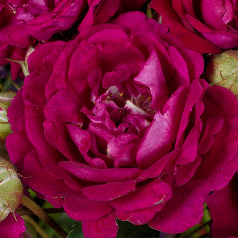 2QoPVcBSbm9r4sr_600x600@2x