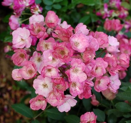 Alden_Biesen,_Louis_Lens_(Belgium,_1996)_Hybrid_Musk3