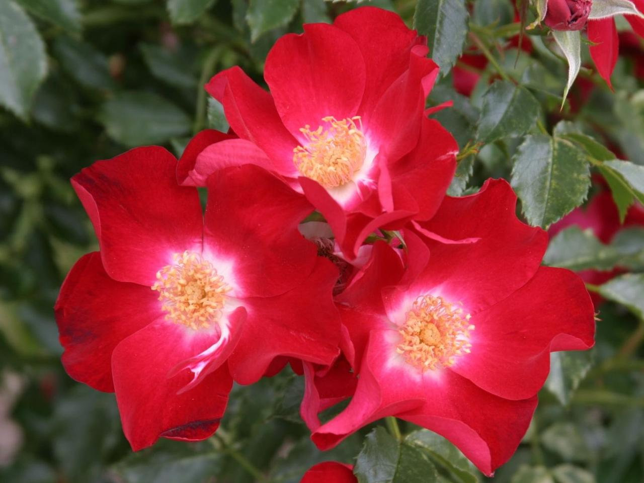 leuchtend blutrote Blüten und öfterblühend