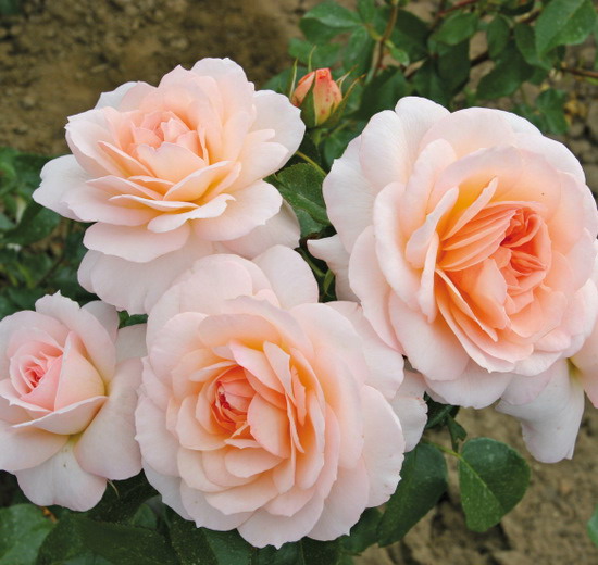 Schloss Eutin®, Züchter: W. Kordes' Söhne 2005
