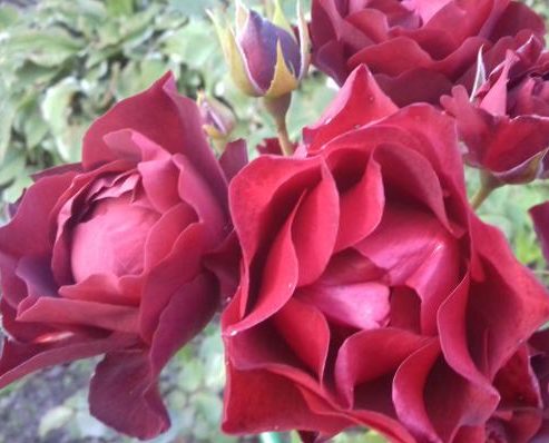 424_midnight_rose_2_708