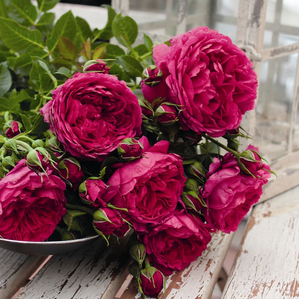 53d79a2d1341b_soul_rosen_tantau_2014_-_584