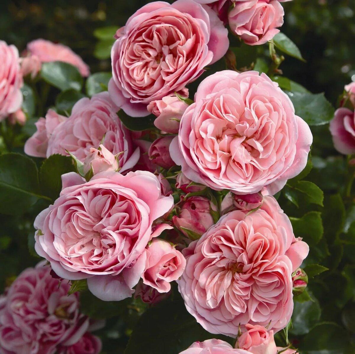 770902452_w640_h640_roza-floribunda-bajlando