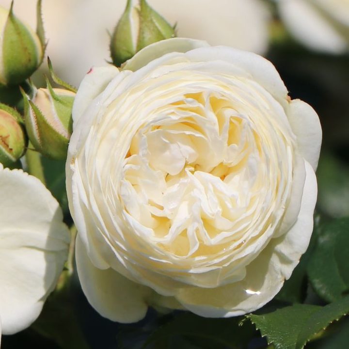 Nostalgie®-Strauchrose 'Artemis' ® - Rosa 'Artemis' ®