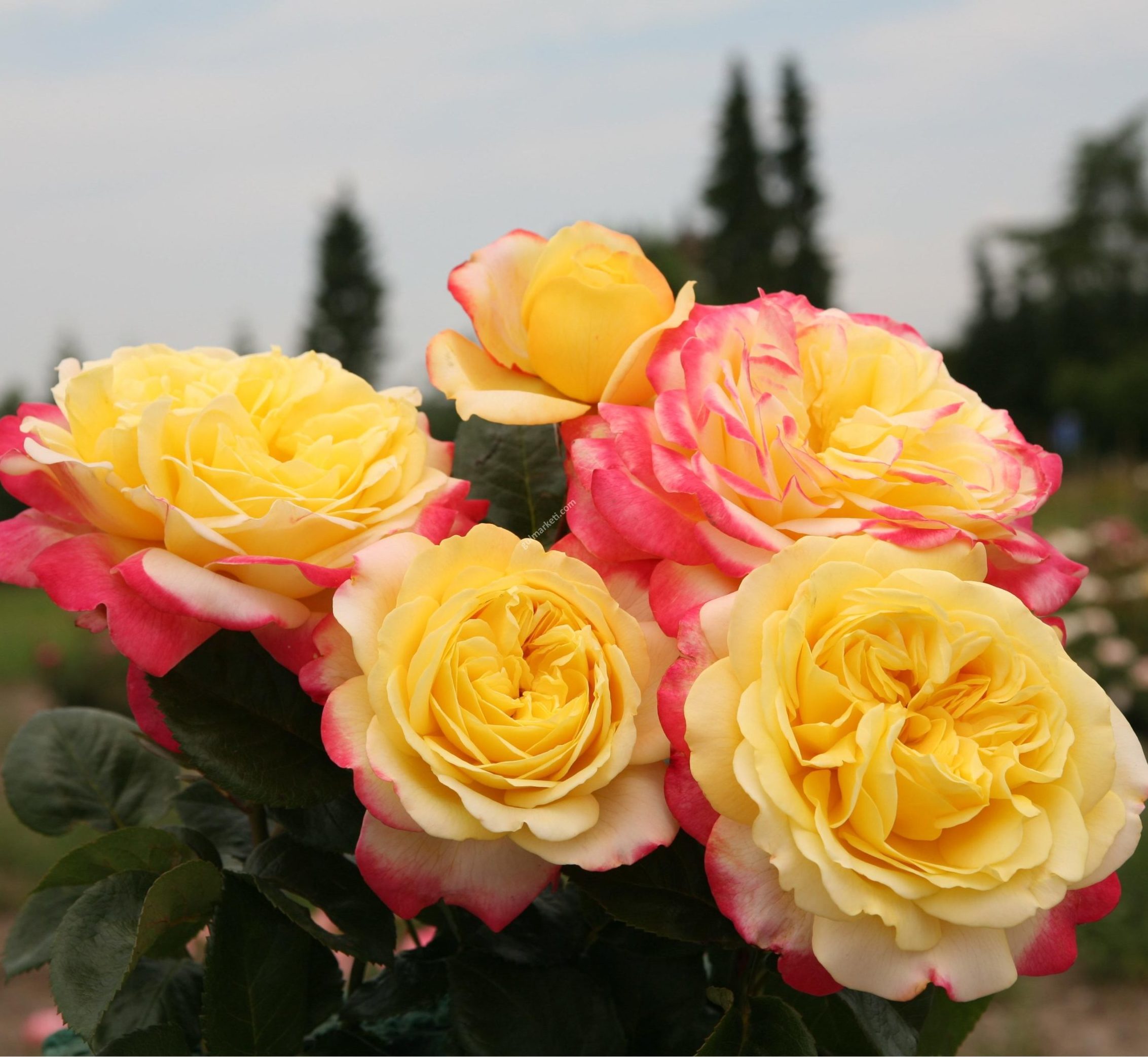 Kordes_Jubilee_8
