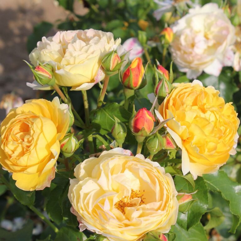 Сhateau_de_Cheverny_B_03-768x768
