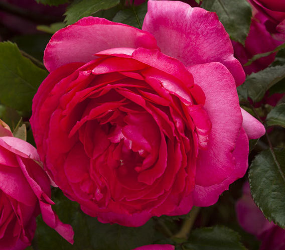 ciklamen_p_er_de_ronsar_cyclamen_pierre_de_ronsard