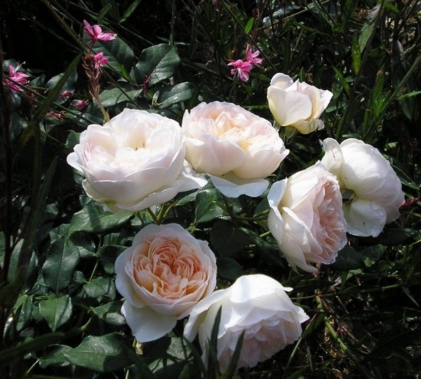 rose-michele-morgan-2 (1)