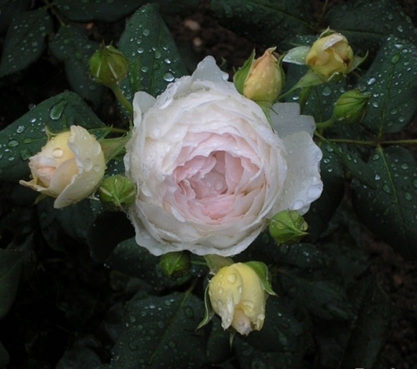 rose-michele-morgan