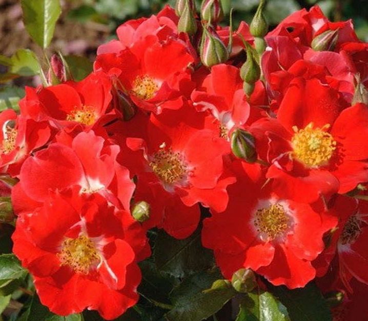rose-paso-doble