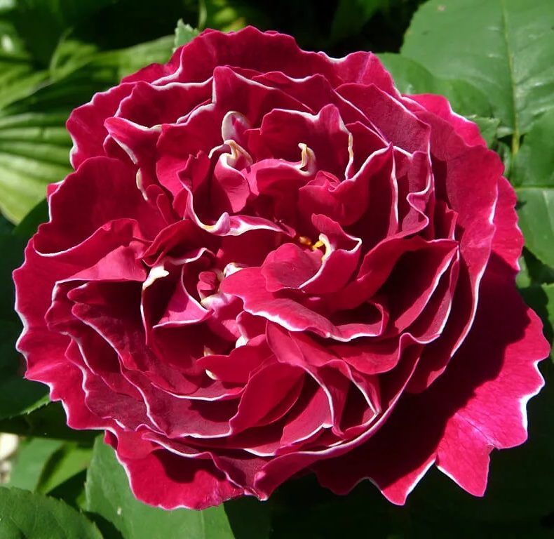 Baron-ZHiro-de-Len