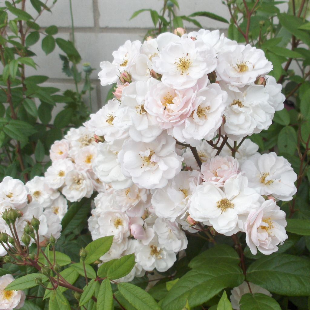 Rosa-Jean-Stephenne-R-STR-Rosen-6_MTEyMjY2Njda