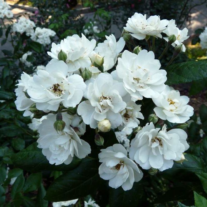 Rosa Waterloo ®