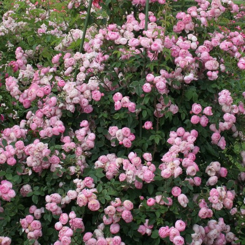 roze_raubritter_r