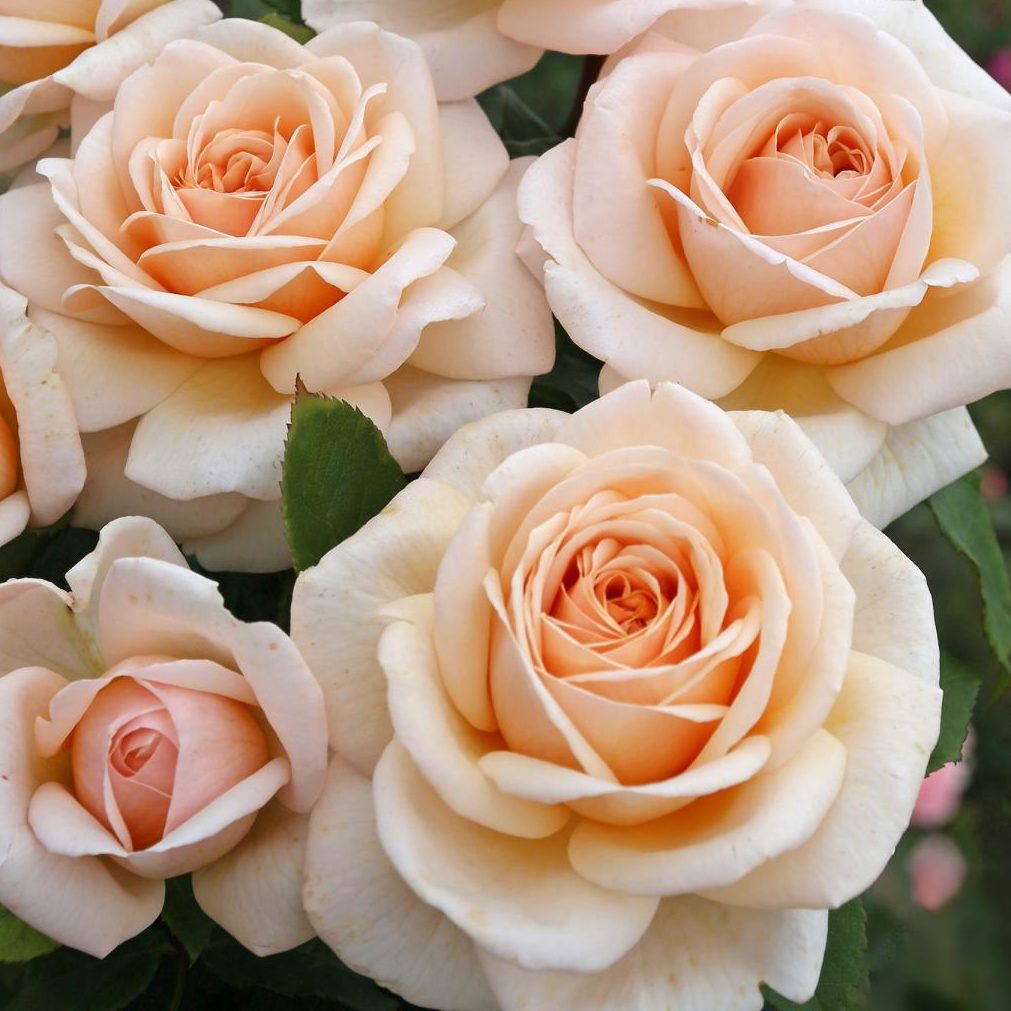 rosa_courage_4819_65